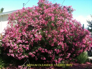 Nerium oleander 'Cherry Ripe'